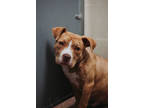 72669a Gouda - Adoption Ambassador, American Staffordshire Terrier For Adoption