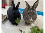 Luna *bonded To Belle, Dwarf For Adoption In Vancouver, British Columbia