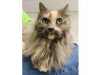 Gracey, Domestic Longhair For Adoption In Topeka, Kansas