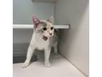 Aspen, Domestic Shorthair For Adoption In Reisterstown, Maryland