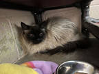 Lilly, Siamese For Adoption In Owosso, Michigan