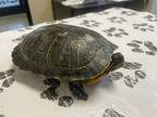 Princess Scotch Bonnet, Turtle - Water For Adoption In Oceanside, California