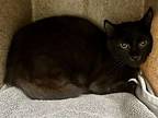 Moon, Domestic Shorthair For Adoption In New York, New York