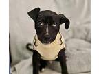 Marcus Aka Zack ***rescue Center***, Labrador Retriever For Adoption In