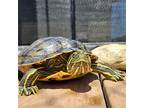 Georgina, Turtle - Other For Adoption In Burlingame, California