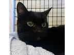 Ethel, Domestic Shorthair For Adoption In Burlingame, California