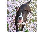Rocky, American Pit Bull Terrier For Adoption In Golden, Colorado