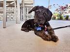 Wednesday, Border Terrier For Adoption In Manhasset, New York