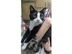 Billy (hip Hop)! Fun Tuxi -needs Home Asap, American Shorthair For Adoption In
