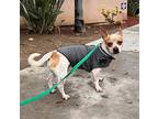 Sergeant, Jack Russell Terrier For Adoption In San Diego, California
