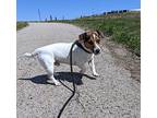 Tj, Jack Russell Terrier For Adoption In Sheridan, Wyoming