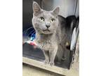 Cooper, Russian Blue For Adoption In Columbia City, Indiana