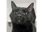 Zoe, Domestic Shorthair For Adoption In Silverdale, Washington