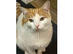 Meow Gibson, Domestic Shorthair For Adoption In Virginia Beach, Virginia