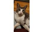 Jordy, Domestic Shorthair For Adoption In Virginia Beach, Virginia