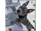 Amary, Staffordshire Bull Terrier For Adoption In Hollywood, Florida