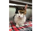 Freckles, Domestic Shorthair For Adoption In Appleton, Wisconsin