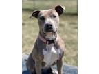 Lady, American Pit Bull Terrier For Adoption In Eagle, Colorado
