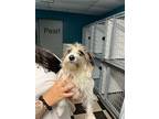 Pearl, Boston Terrier For Adoption In Fulton, Texas