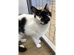 Scout, Domestic Shorthair For Adoption In Skokie, Illinois