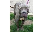 Ophelia, American Pit Bull Terrier For Adoption In Valley View, Ohio