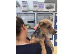 Little Ray Charles (blind - Special Paws), Australian Terrier For Adoption In