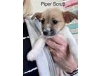 Piper Scruff, Terrier (unknown Type, Medium) For Adoption In Alpharetta, Georgia