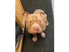 Sampson, American Pit Bull Terrier For Adoption In Barron, Wisconsin