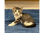 Luna, Domestic Shorthair For Adoption In Albion, New York