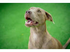 Callan, American Pit Bull Terrier For Adoption In Burleson, Texas