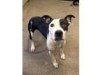 Yoshi Vi 40, American Pit Bull Terrier For Adoption In Cleveland, Ohio