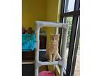 Cheese, Domestic Shorthair For Adoption In Carlinville, Illinois