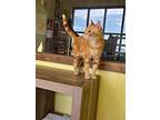 Cheeto, Domestic Shorthair For Adoption In Carlinville, Illinois
