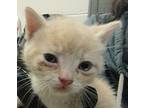 Caretta Domestic Mediumhair Kitten Female