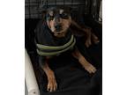 Boone, Miniature Pinscher For Adoption In Thompson Falls, Montana