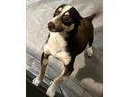 Mickey, Rat Terrier For Adoption In Thompson Falls, Montana