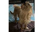 Digby, Norwich Terrier For Adoption In Thompson Falls, Montana