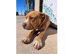 Loki, American Pit Bull Terrier For Adoption In Crosbyton, Texas