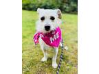 Praline, Terrier (unknown Type, Small) For Adoption In Lynnwood, Washington