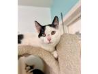 Megatron Domestic Shorthair Young Male
