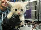 Barnett Domestic Mediumhair Kitten Male