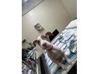 Gelato, American Pit Bull Terrier For Adoption In Bingham Farms, Michigan
