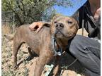 Zip, American Pit Bull Terrier For Adoption In Espanola, New Mexico