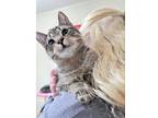 Cornelia, Domestic Shorthair For Adoption In Kalamazoo, Michigan