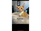 Karma - Swifty Litter, Domestic Mediumhair For Adoption In Phoenix, Arizona