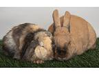 Bene And Pablo, Lop-eared For Adoption In Chicago, Illinois