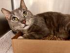 Donovan, Domestic Shorthair For Adoption In Frederick, Maryland