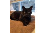 Puppy, Domestic Shorthair For Adoption In Toronto, Ontario