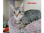 Harmon (24-335), Domestic Shorthair For Adoption In Seven Valleys, Pennsylvania