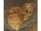 Laika - I Love Cats!!, Golden Retriever For Adoption In San Diego, California